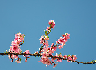 Image showing Peach flower (Prunus persica)