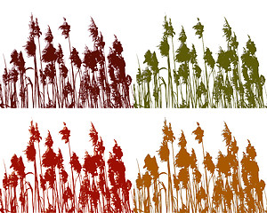 Image showing Reed in four colours