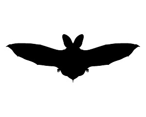 Image showing Flying bat