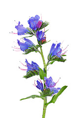 Image showing Viper's Bugloss (Echium vulgare)