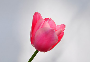 Image showing Purple tulip
