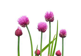 Image showing Onion flowers