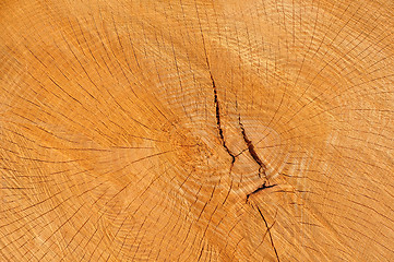 Image showing Wood texture