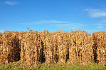 Image showing Giant grass (Miscanthus)