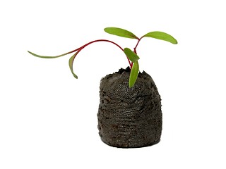 Image showing Seedling in a peat pot
