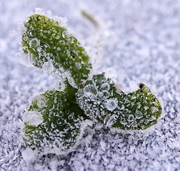 Image showing Frozen clover leaf