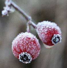 Image showing Frozen rose hip