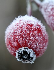 Image showing Frozen rose hip