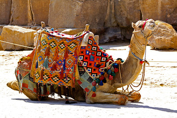 Image showing Camel sit