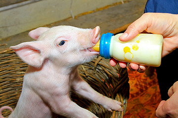 Image showing Bottle feed pig