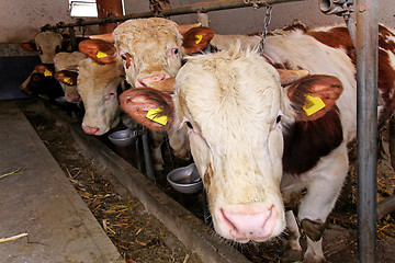 Image showing Cow in pen