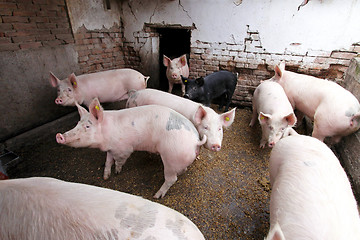 Image showing Pigs pen