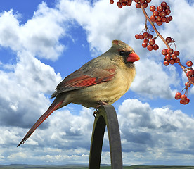 Image showing cardinal female 