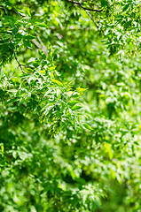 Image showing Green leaves