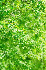 Image showing green leaves background