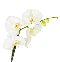 Image showing White orchid