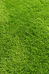 Image showing green grass texture