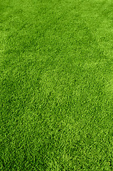 Image showing green grass texture