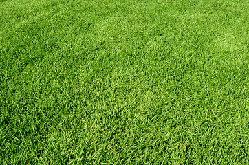 Image showing green grass texture