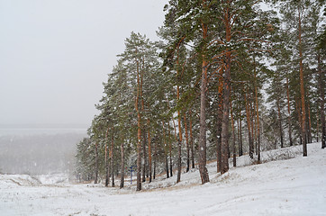 Image showing winter forest