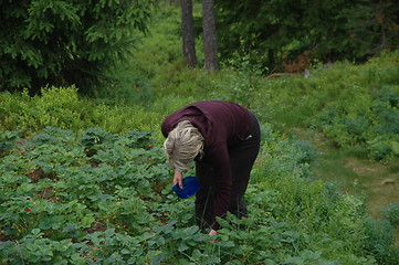 Image showing The strawberry picker