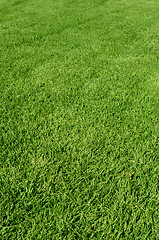 Image showing green grass texture