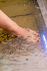 Image showing Fish spa pedicure