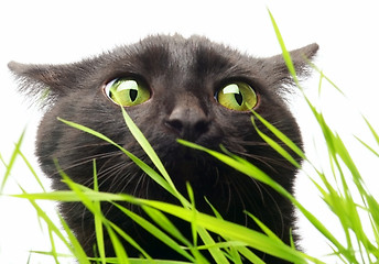 Image showing Cat & Grass