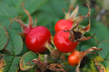 Image showing Rosa rugosa