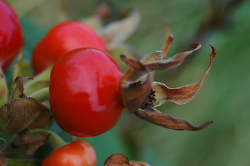 Image showing Rosa rugosa