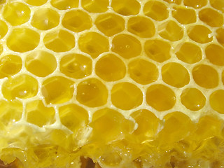 Image showing honey combs