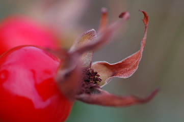 Image showing Rosa rugosa