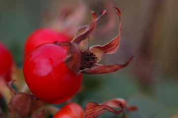 Image showing Rosa rugosa