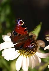 Image showing Inachis io