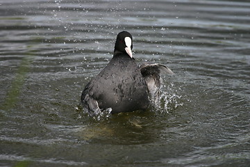 Image showing Fulica atra