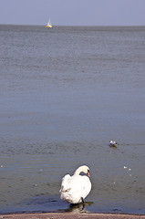 Image showing Swan sits above the water and gull swim near.