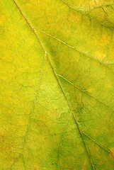 Image showing Leaf texture closeup