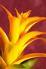 Image showing Yellow bromelia