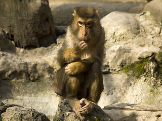 Image showing Macaco  nemestrino