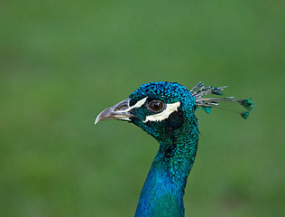 Image showing Peacock head shot