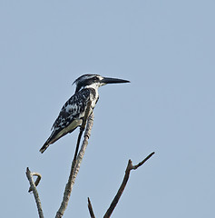 Image showing Pied Kingfisher