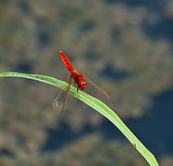 Image showing Red Basker Dragonfly