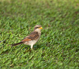 Image showing Yellow-billed Shrike