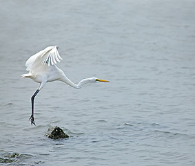 Image showing Great White Egret taking off