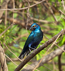 Image showing Lesser Blue-eared Glossy Starling