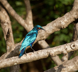 Image showing Lesser Blue-eared Glossy Starling