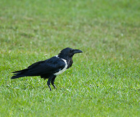 Image showing Pied Crow