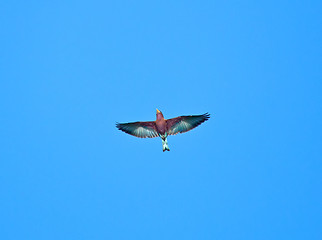 Image showing Broad-billed Roller against sky