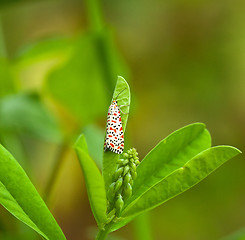 Image showing Crimson-speckled Footman Moth