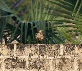 Image showing Double-spurred Francolin on wall